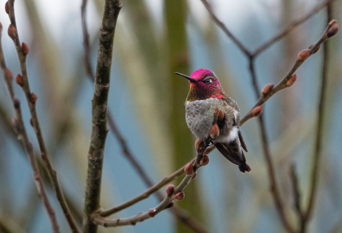 Anna's Hummingbird - ML524773021
