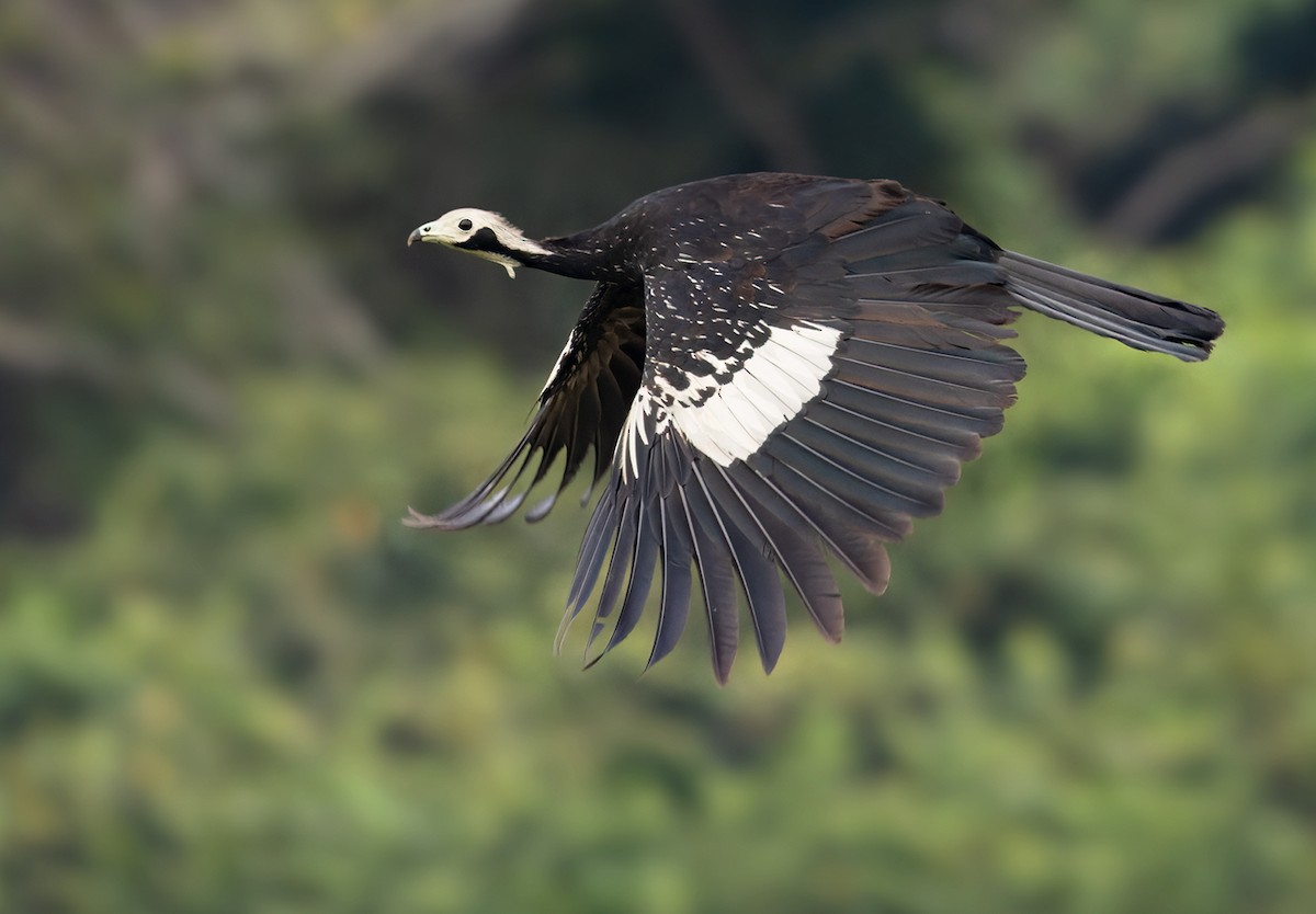 White-throated Piping-Guan - ML524773701