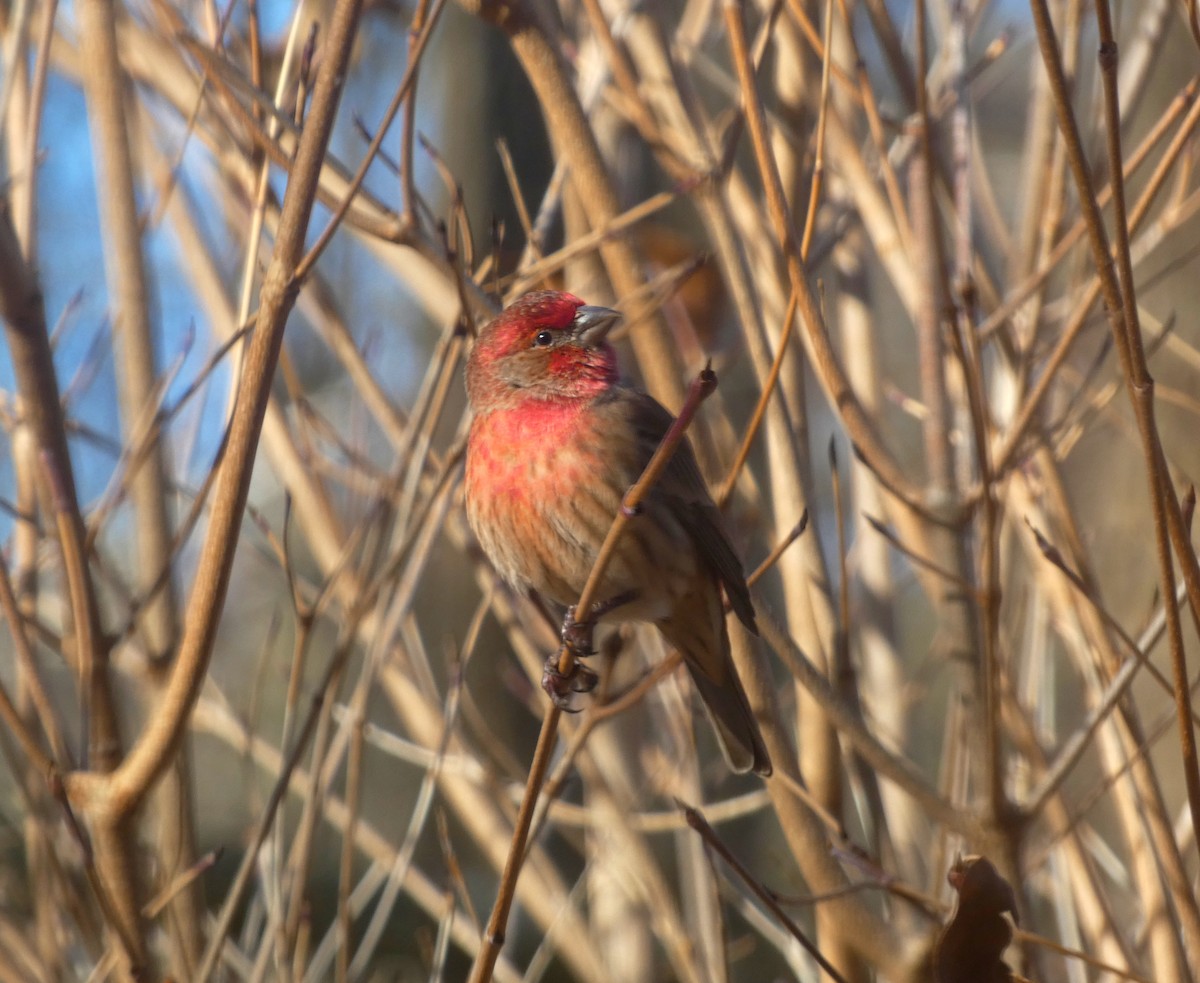 House Finch - Pipilo erythrophthalmus