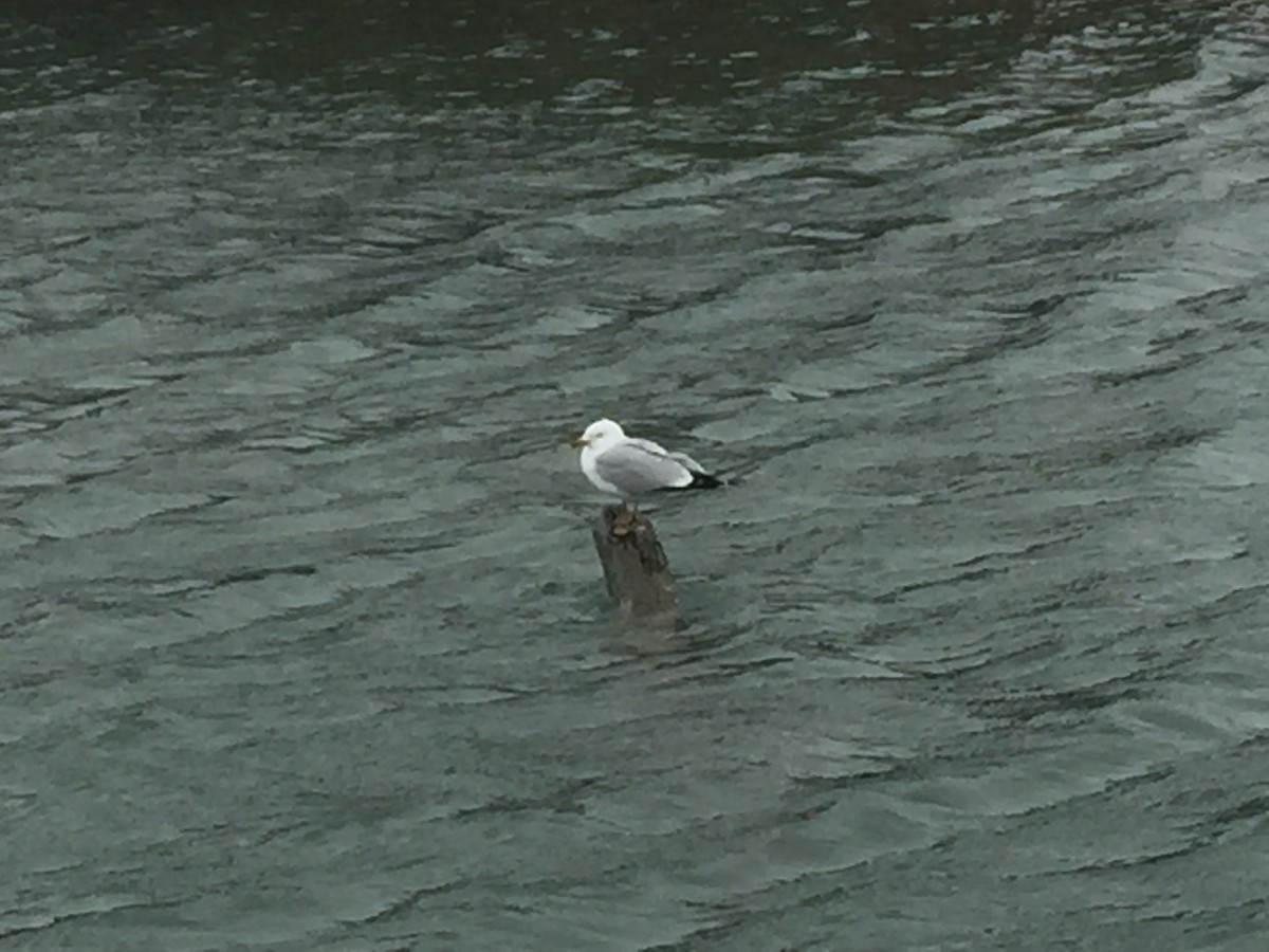 Ring-billed Gull - Yichen Rong