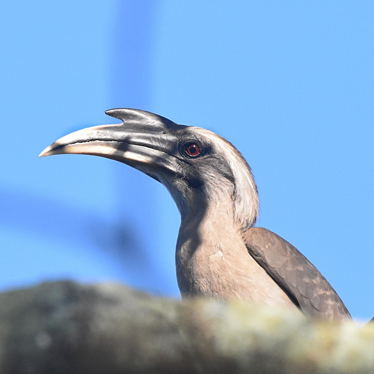 Indian Gray Hornbill - Ravi Kini