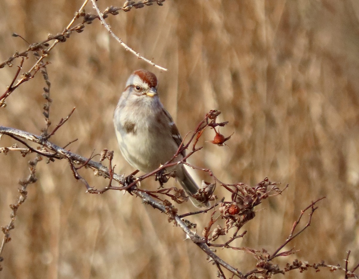 American Tree Sparrow - ML524786061