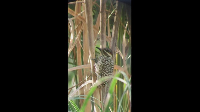 Checkered Woodpecker - ML524792741