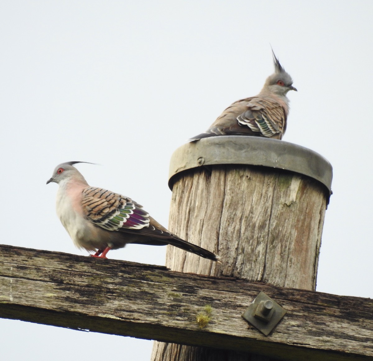 Crested Pigeon - ML52479511