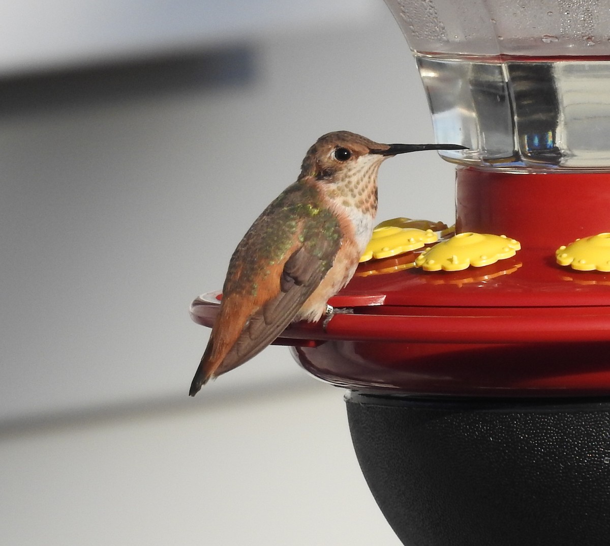 Allen's Hummingbird - ML524797641