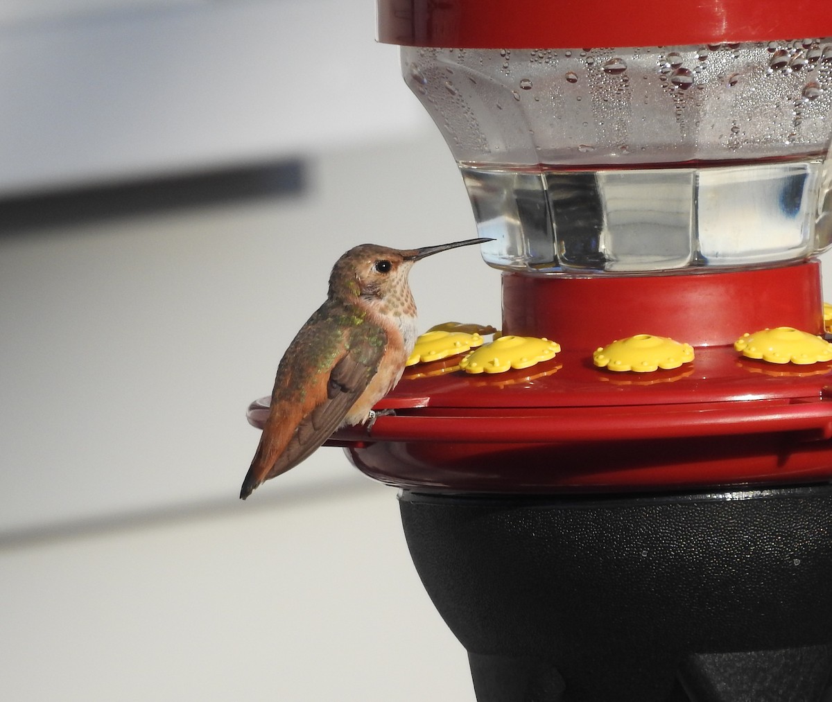 Allen's Hummingbird - ML524797751