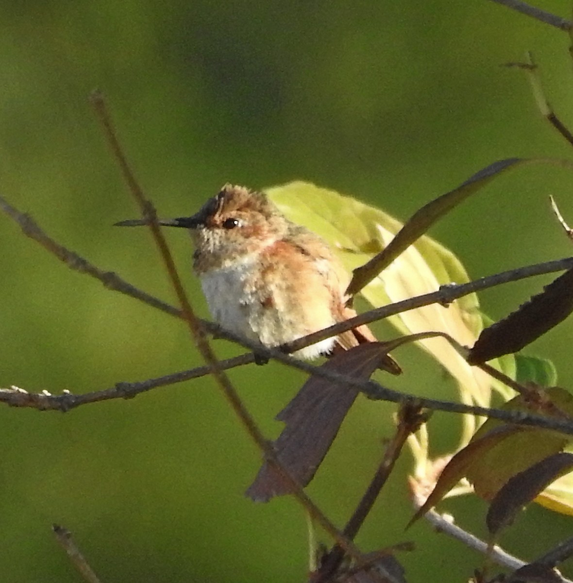 Allen's Hummingbird - ML524797831