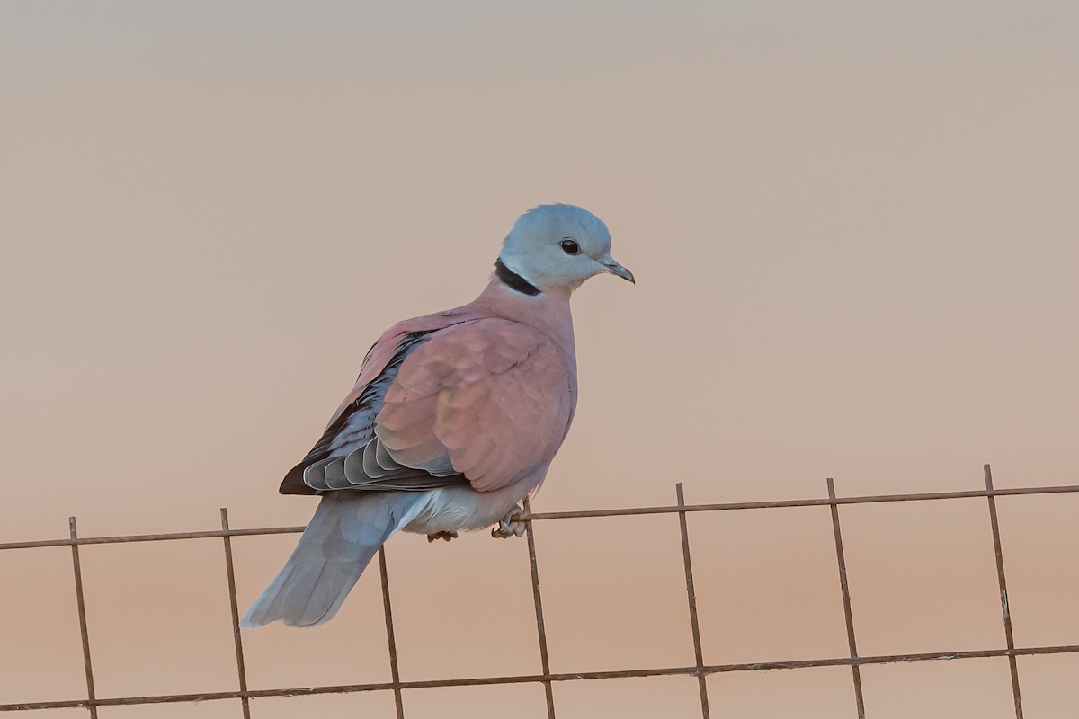 Red Collared-Dove - ML524799241