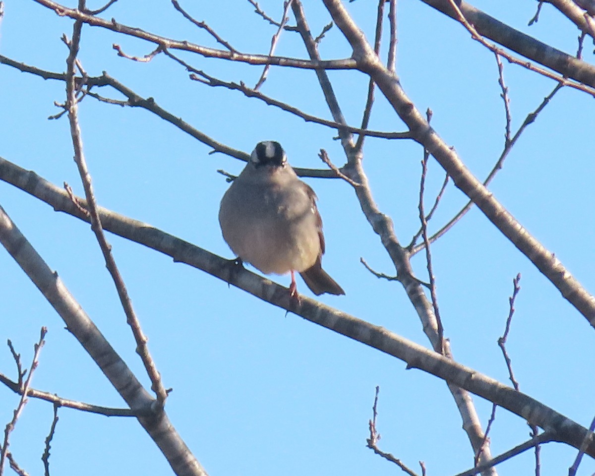 Ebird Checklist 16 Jan 2023 Stanford Rd 8 Species