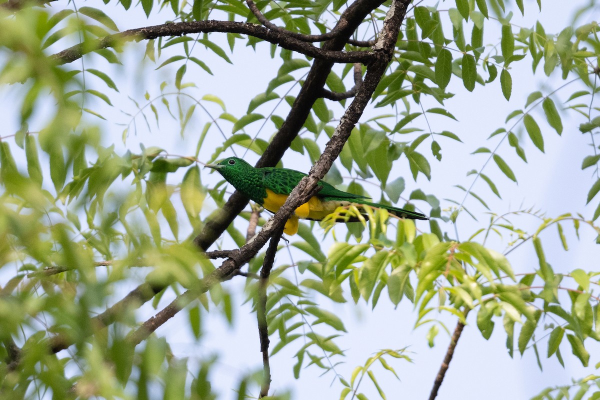 African Emerald Cuckoo - John C. Mittermeier