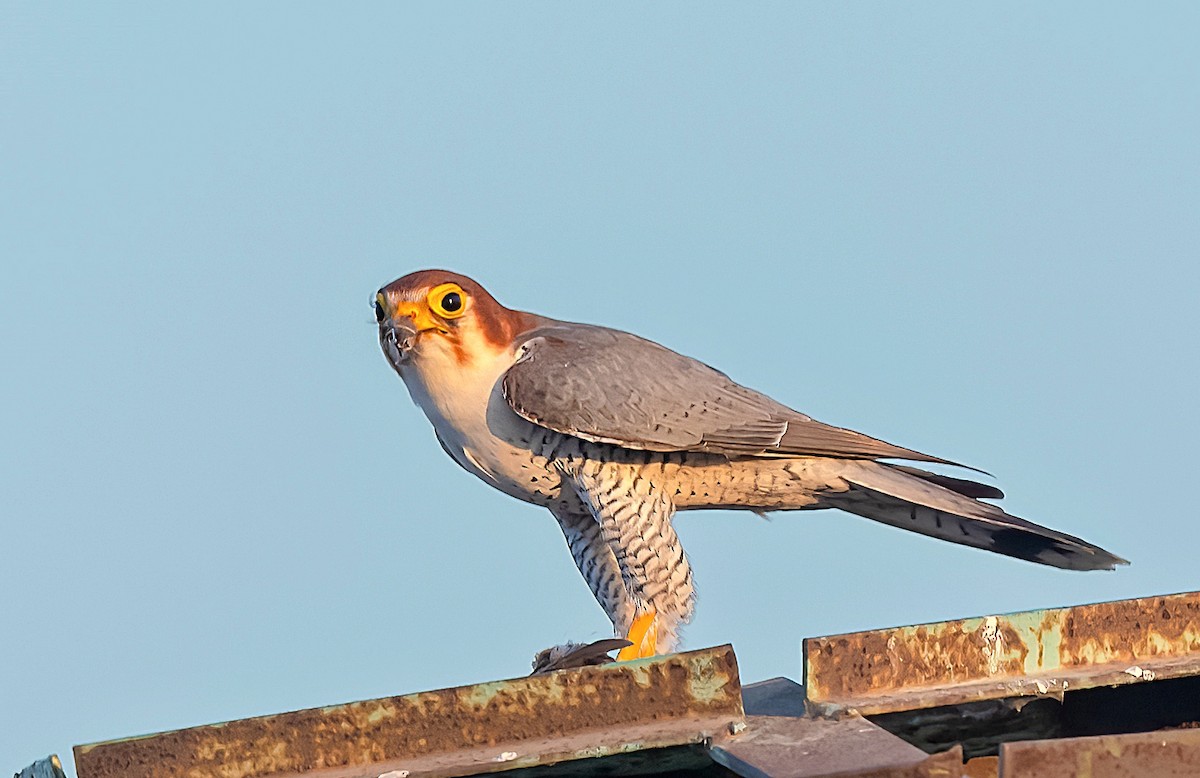 Red-necked Falcon - ML524809841