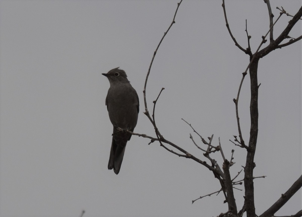 Townsend's Solitaire - ML524814821