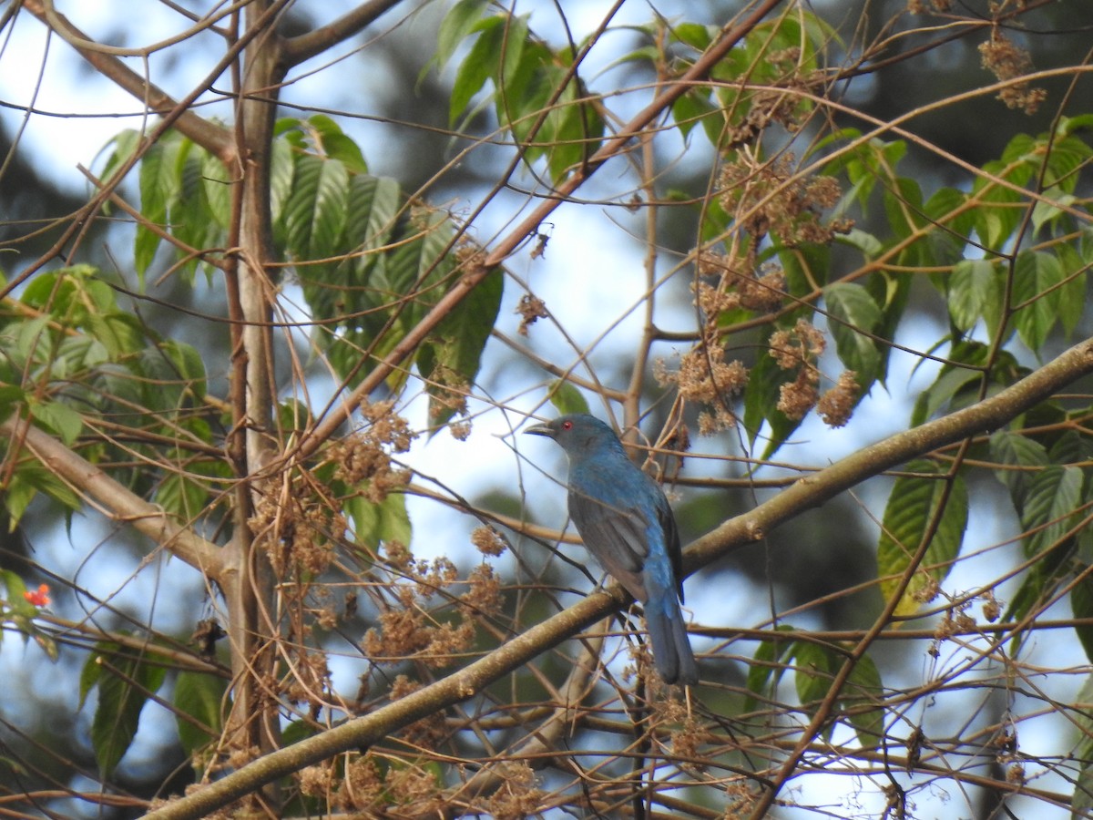 Asian Fairy-bluebird - ML524815381