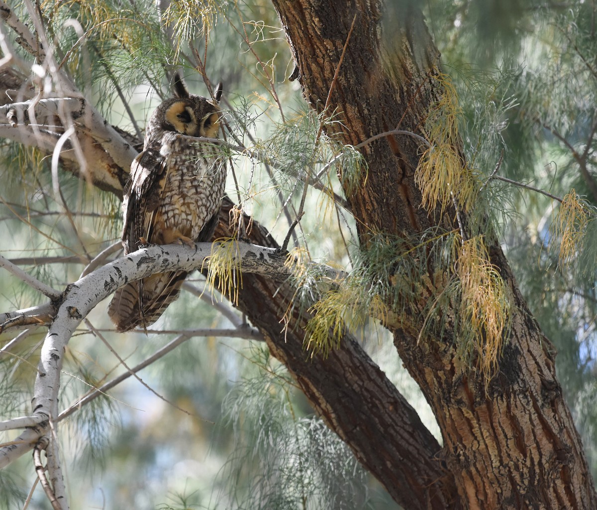 Long-eared Owl - ML52483321