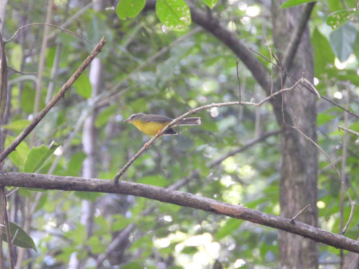 Golden-crowned Warbler - ML524833861