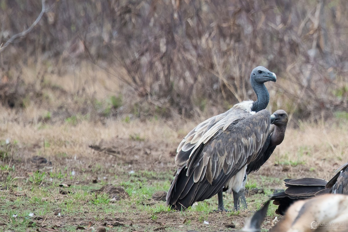 Slender-billed Vulture - Pattaraporn Vangtal