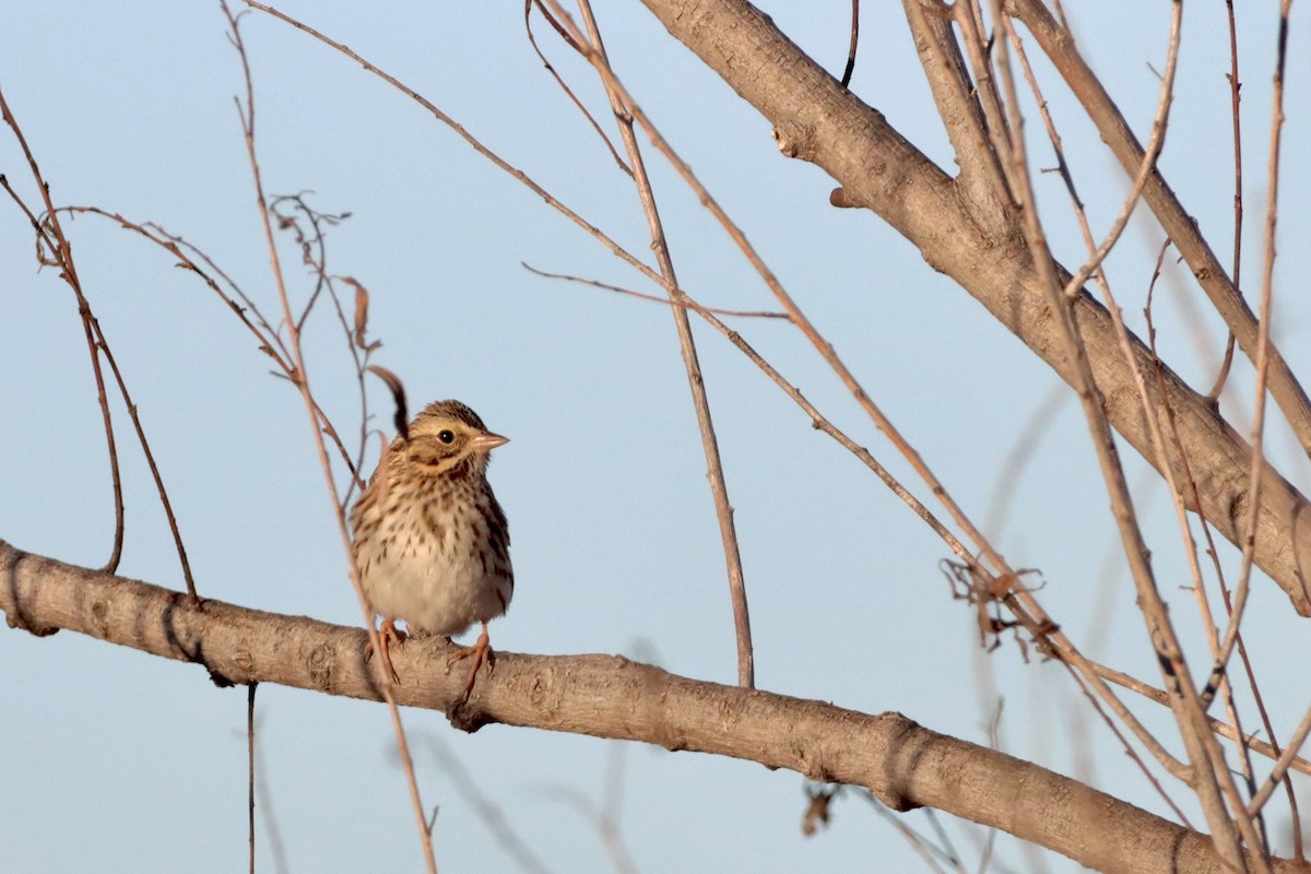 Savannah Sparrow - ML524836061