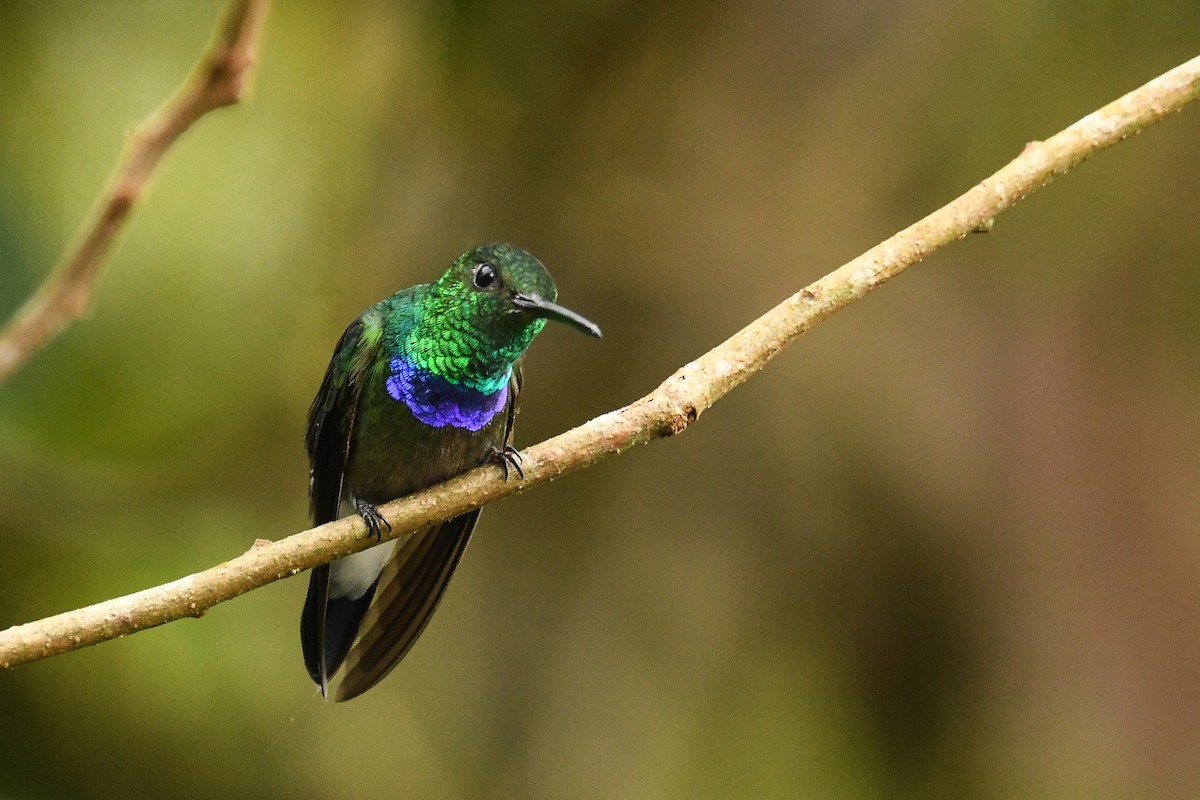 Purple-chested Hummingbird - ML524838241