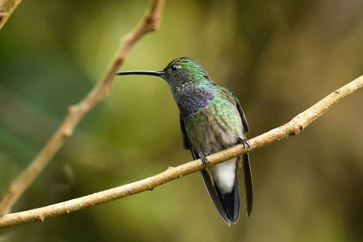 kolibřík západokolumbijský - ML524838311