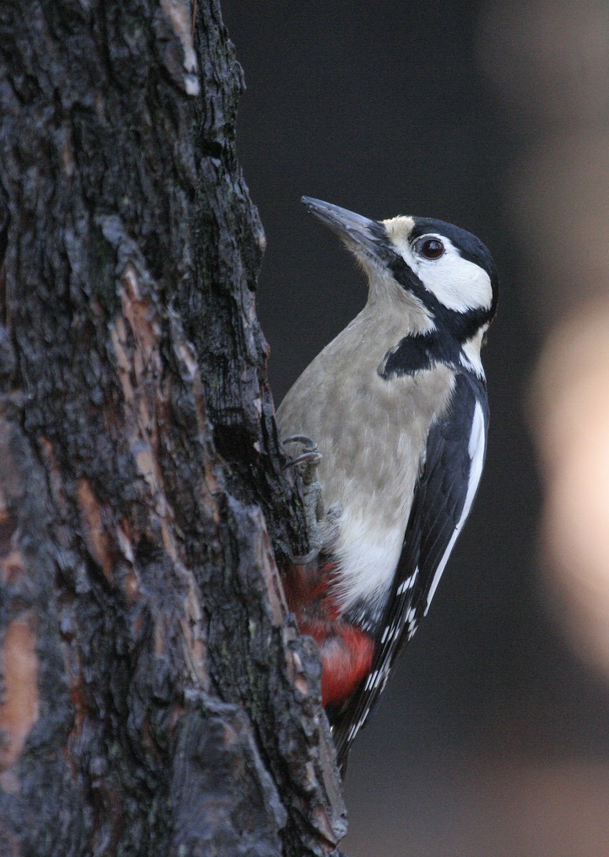 Great Spotted Woodpecker - ML524838421
