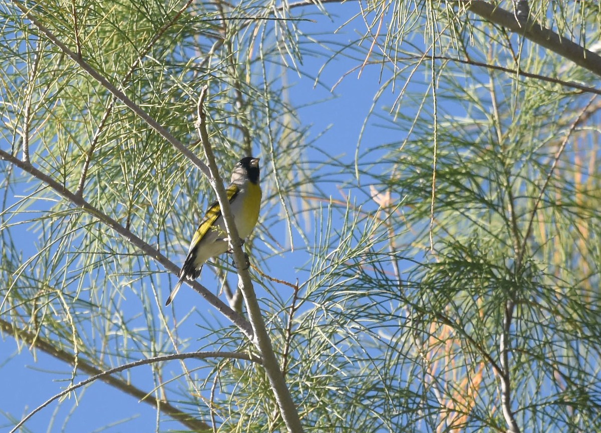 Lawrence's Goldfinch - ML52484651