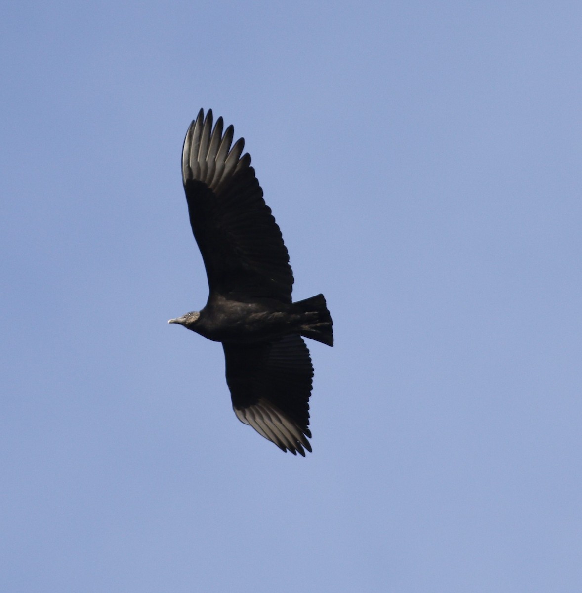 Black Vulture - ML524850991