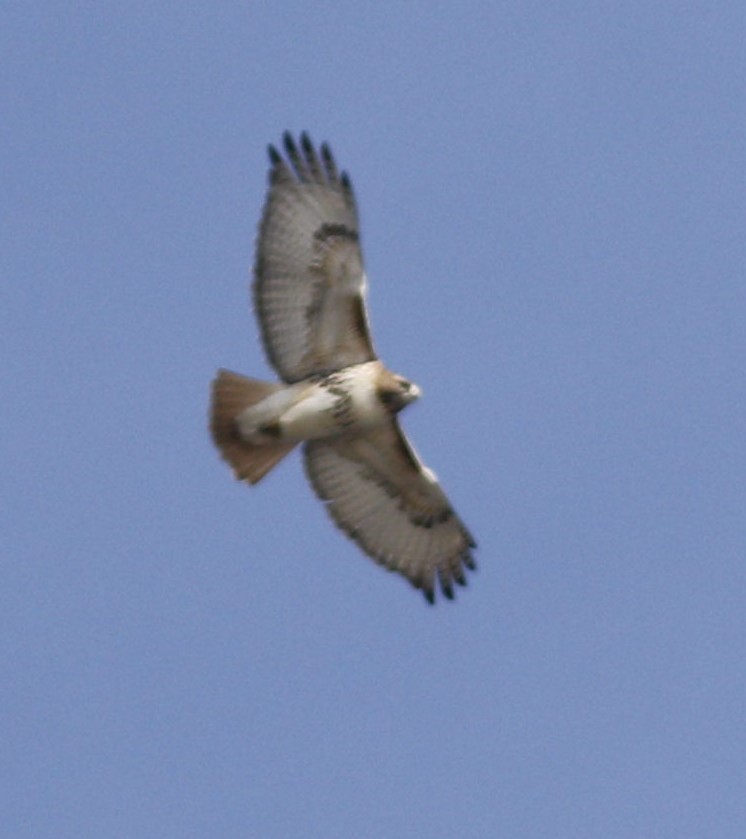 Red-tailed Hawk - ML524851131