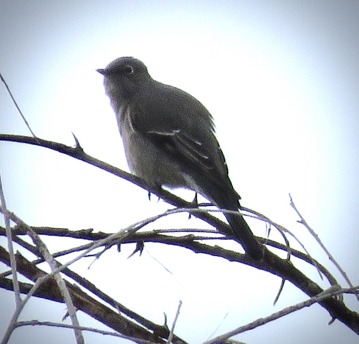 Townsend's Solitaire - ML524853451