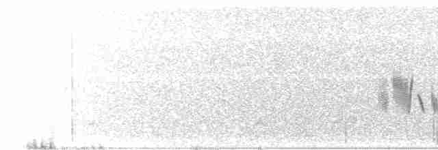 Kara Kulaklı Kuyrukkakan - ML524862341