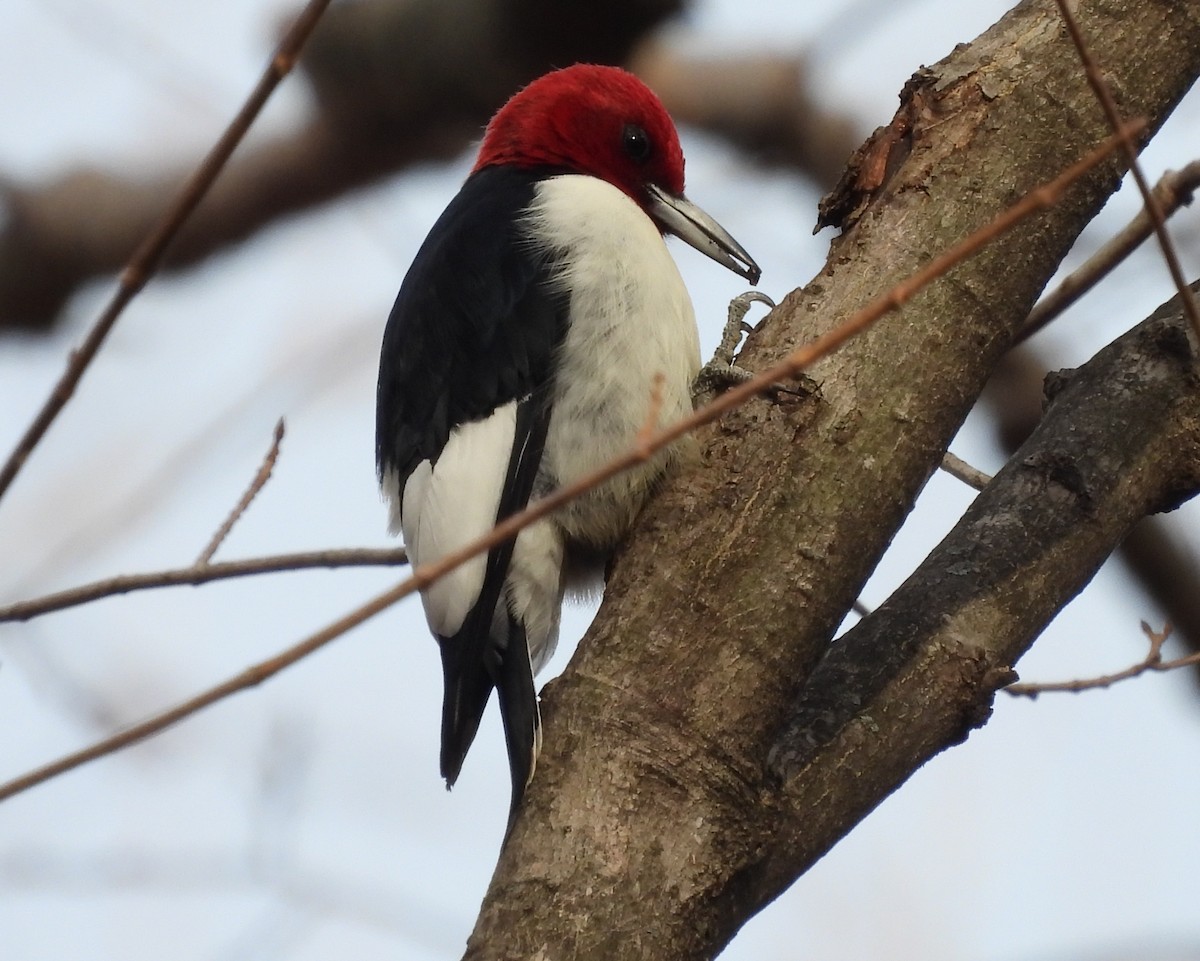Red-headed Woodpecker - ML524862391
