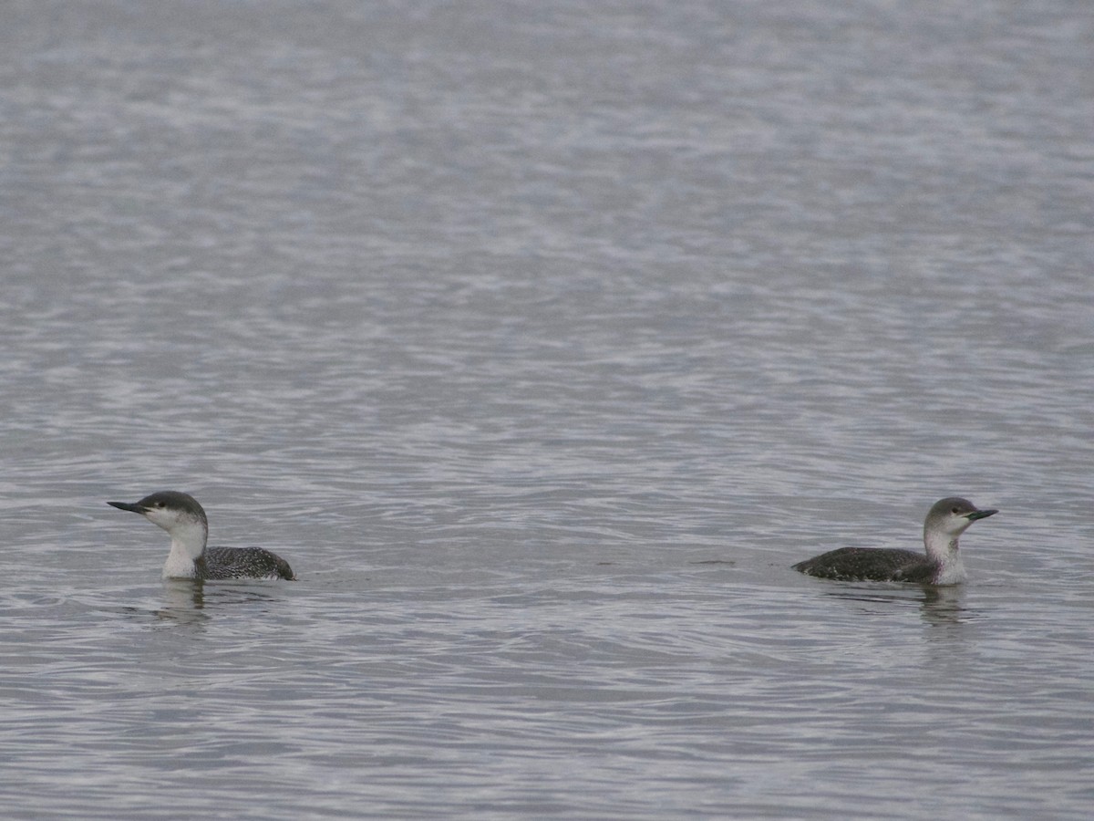 Red-throated Loon - Kent Searight