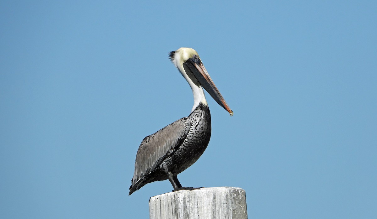 Brown Pelican - Mark Penkower