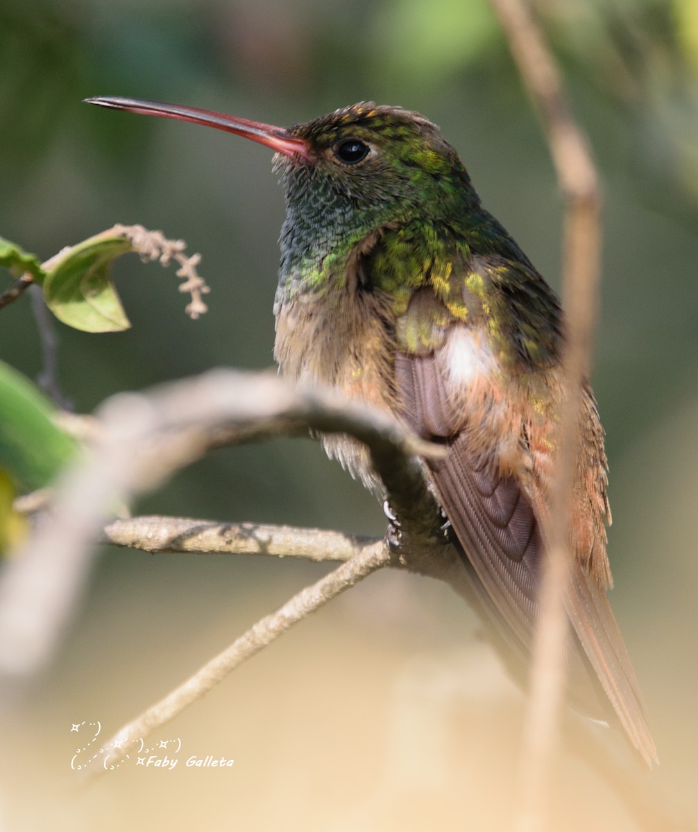 Buff-bellied Hummingbird - ML524868411
