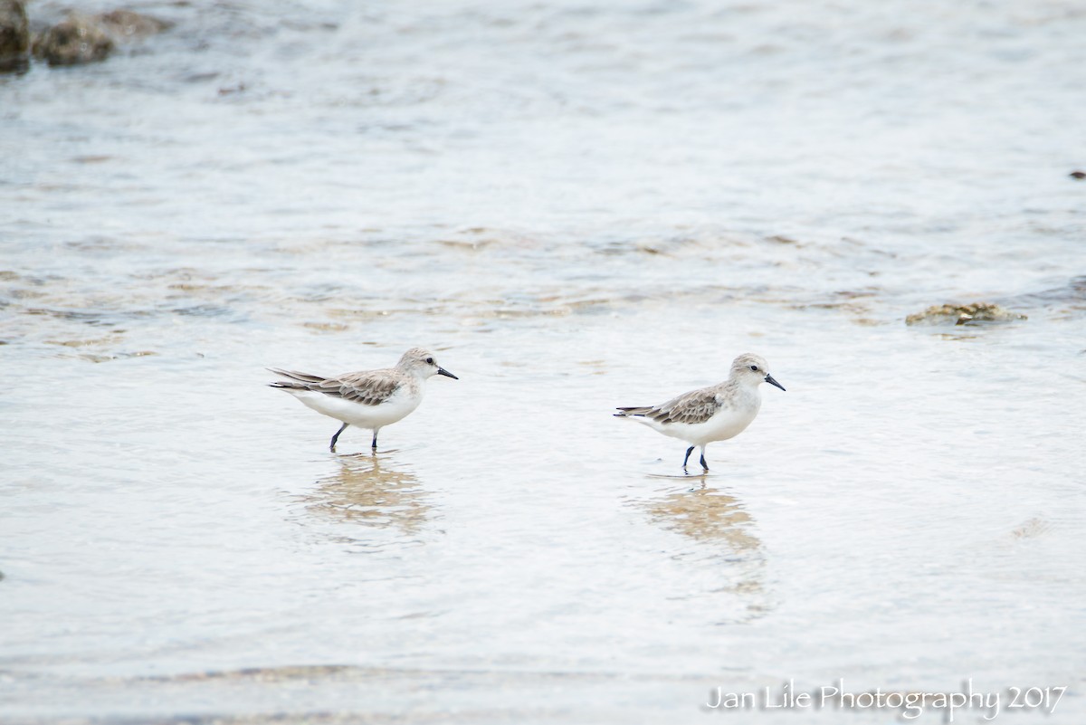 Red-necked Stint - Jan Lile