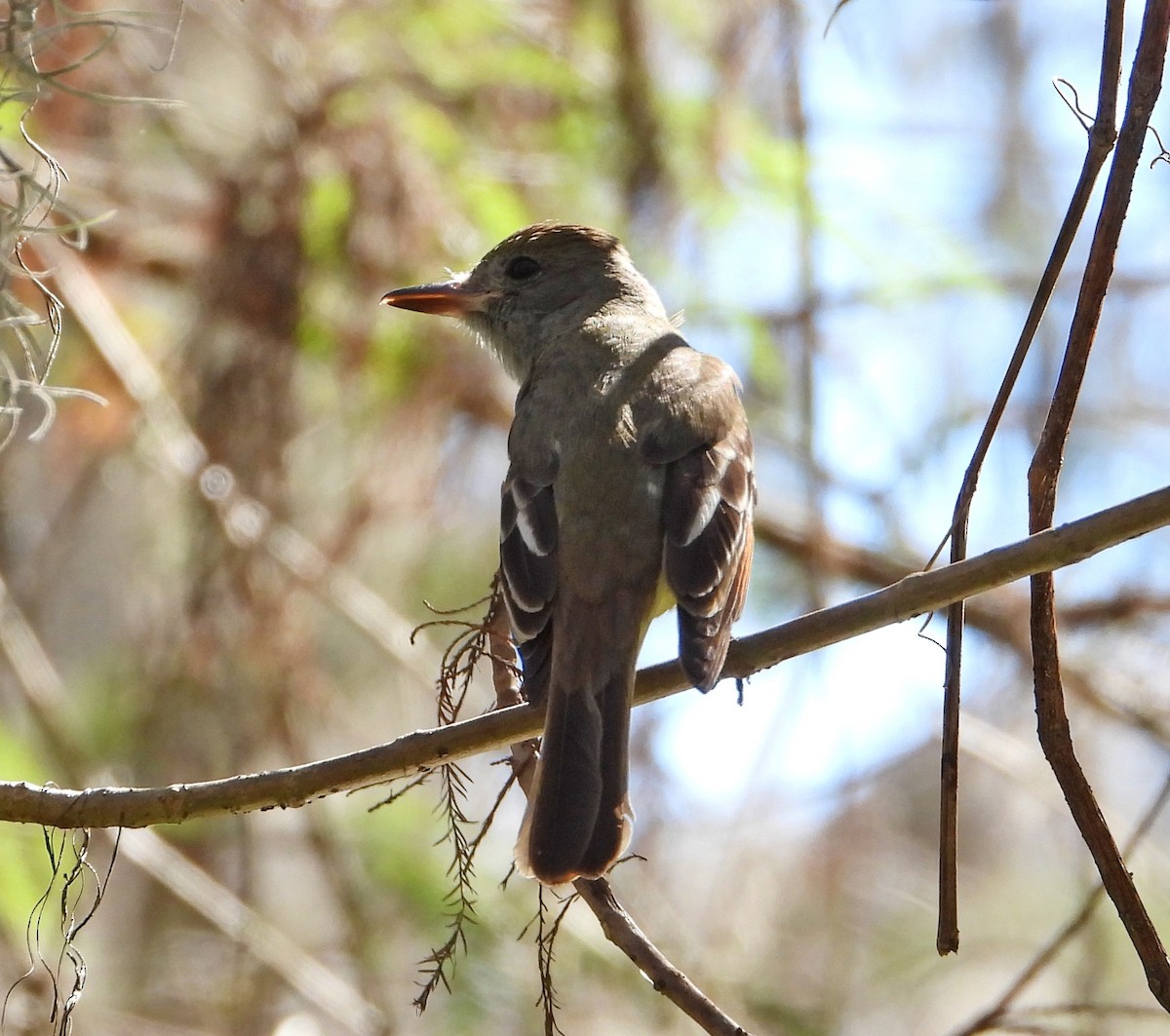 Great Crested Flycatcher - Mark Penkower