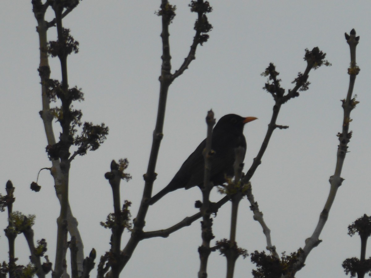 Eurasian Blackbird - ML524882061