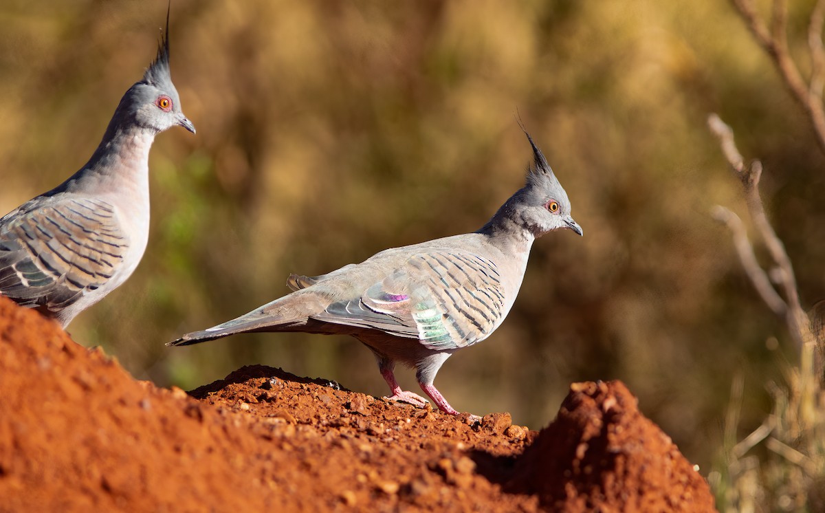 Crested Pigeon - ML524882611