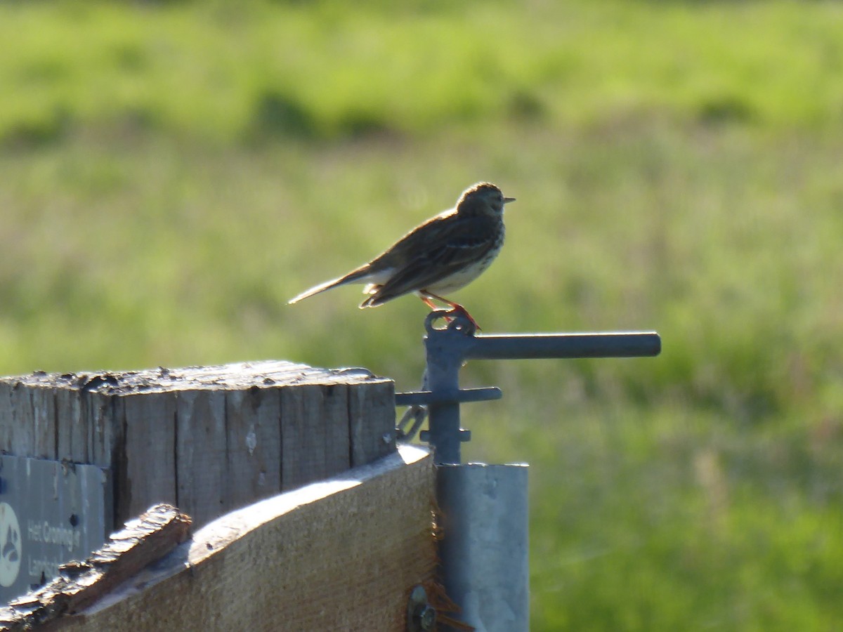 Meadow Pipit - ML524883591