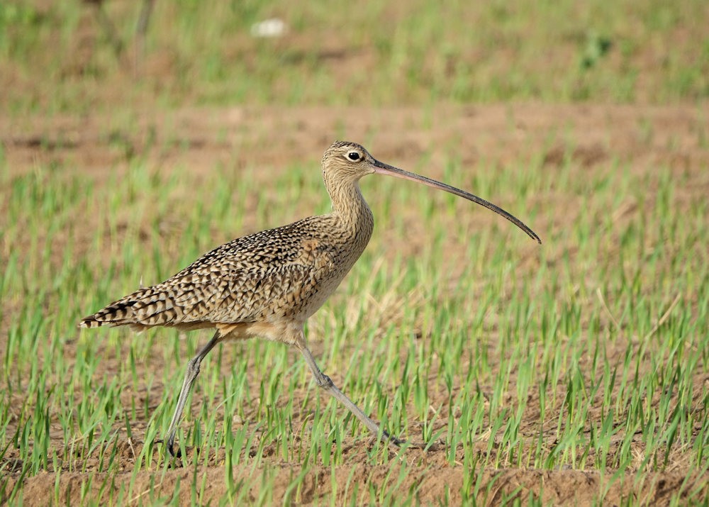 Long-billed Curlew - ML524886901