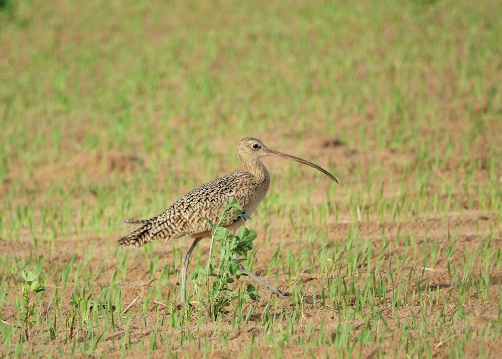 Long-billed Curlew - ML524886991