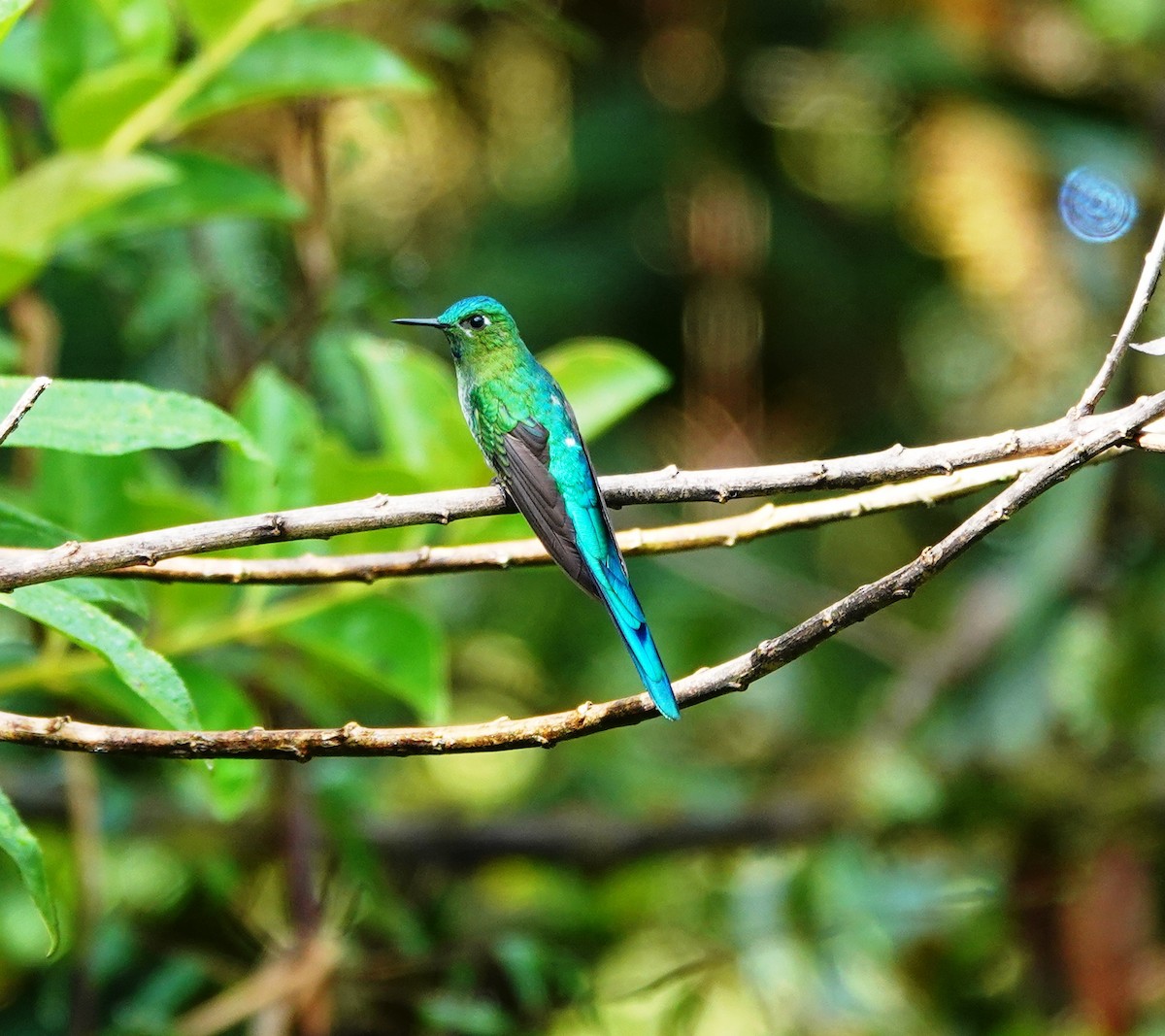 Long-tailed Sylph - ML524889211