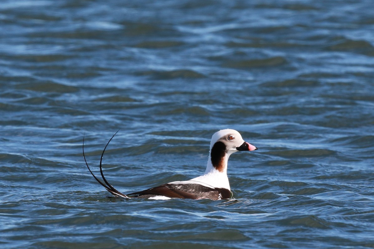 Long-tailed Duck - ML524892011