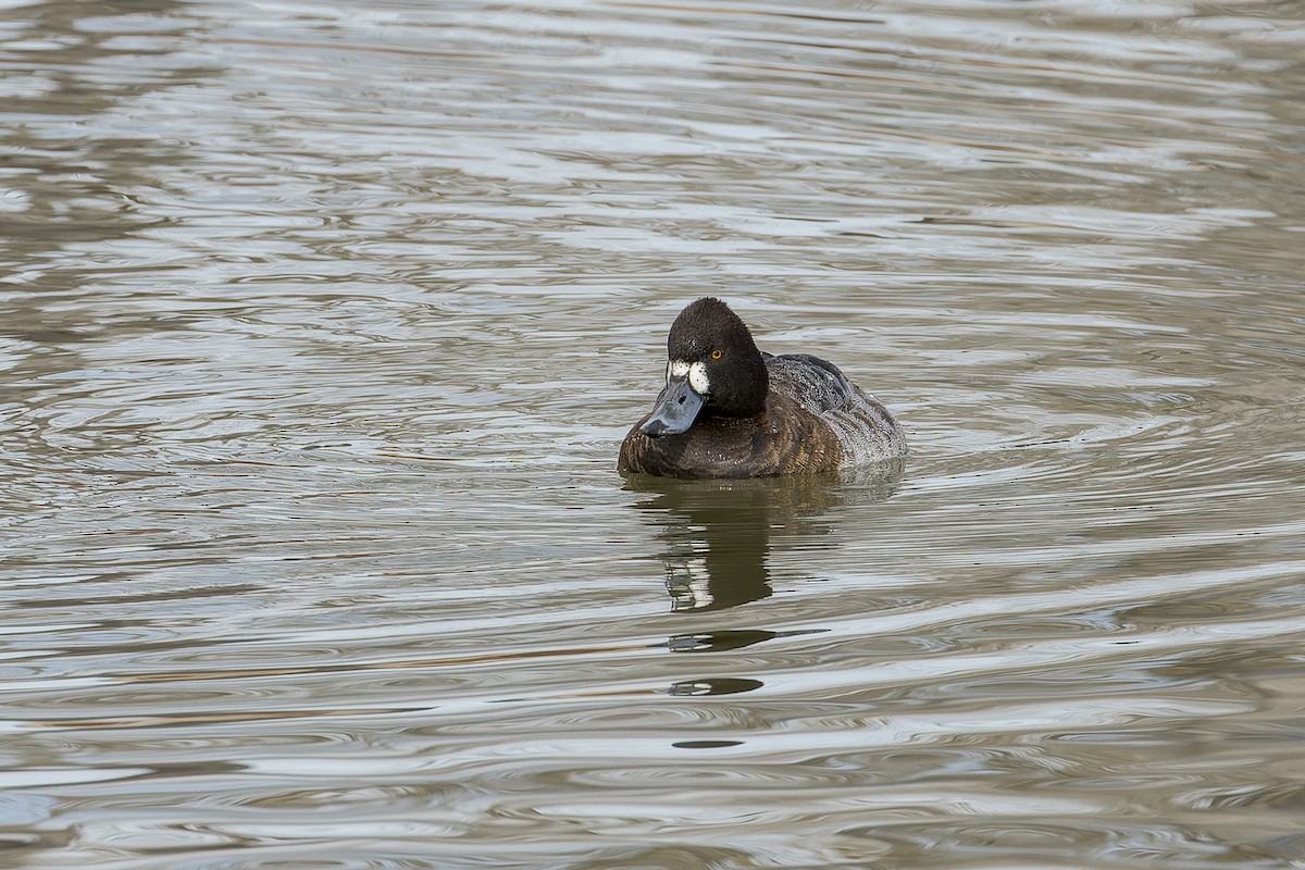 Greater/Lesser Scaup - ML524892821