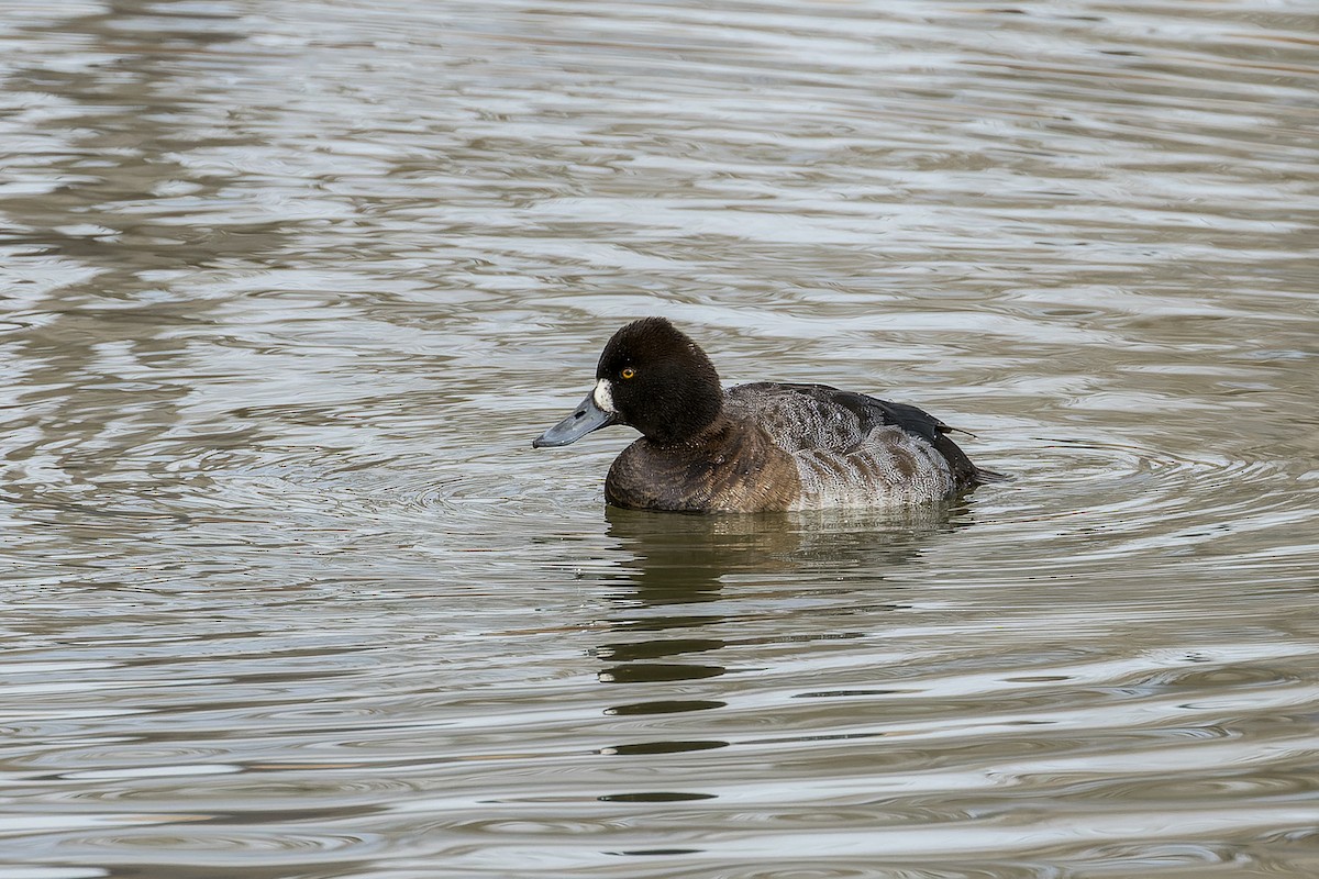 Greater/Lesser Scaup - ML524892841