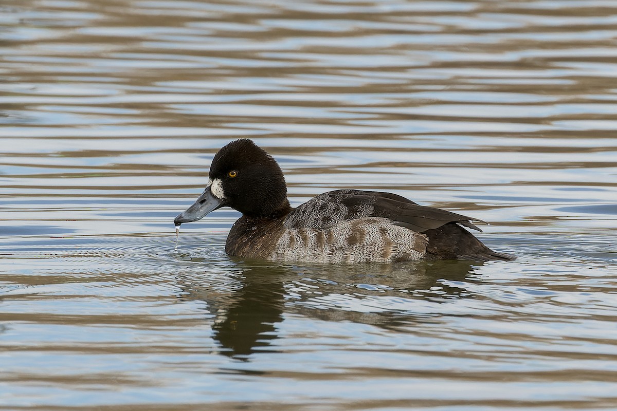 Greater/Lesser Scaup - ML524892871