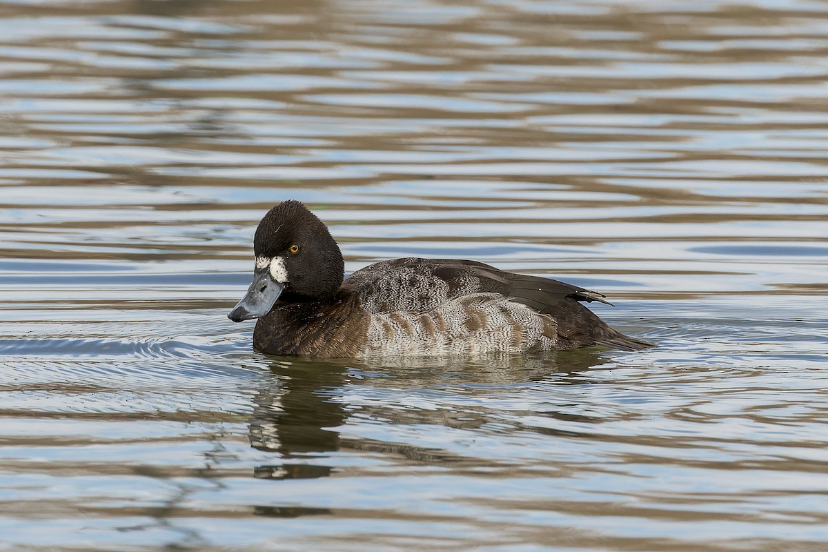 Greater/Lesser Scaup - ML524892891