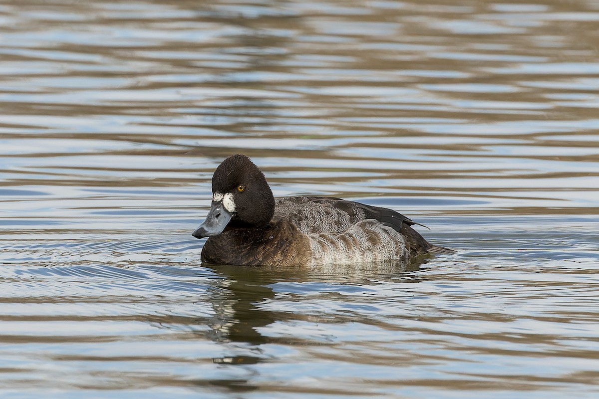 Greater/Lesser Scaup - ML524892951