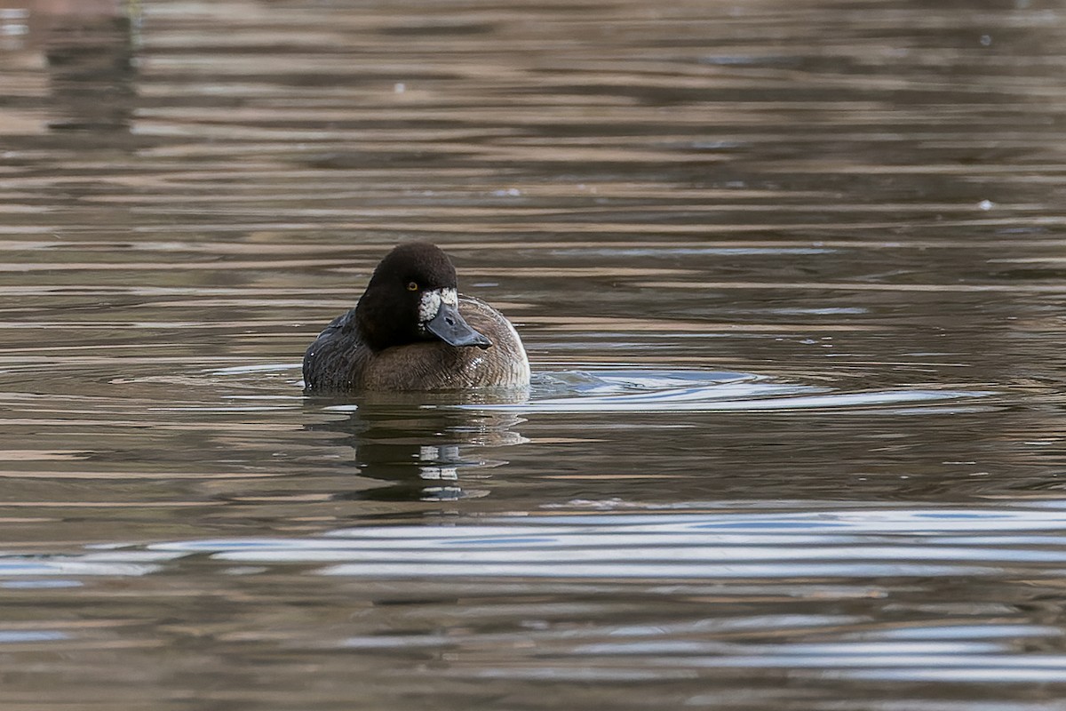 Greater/Lesser Scaup - ML524893381