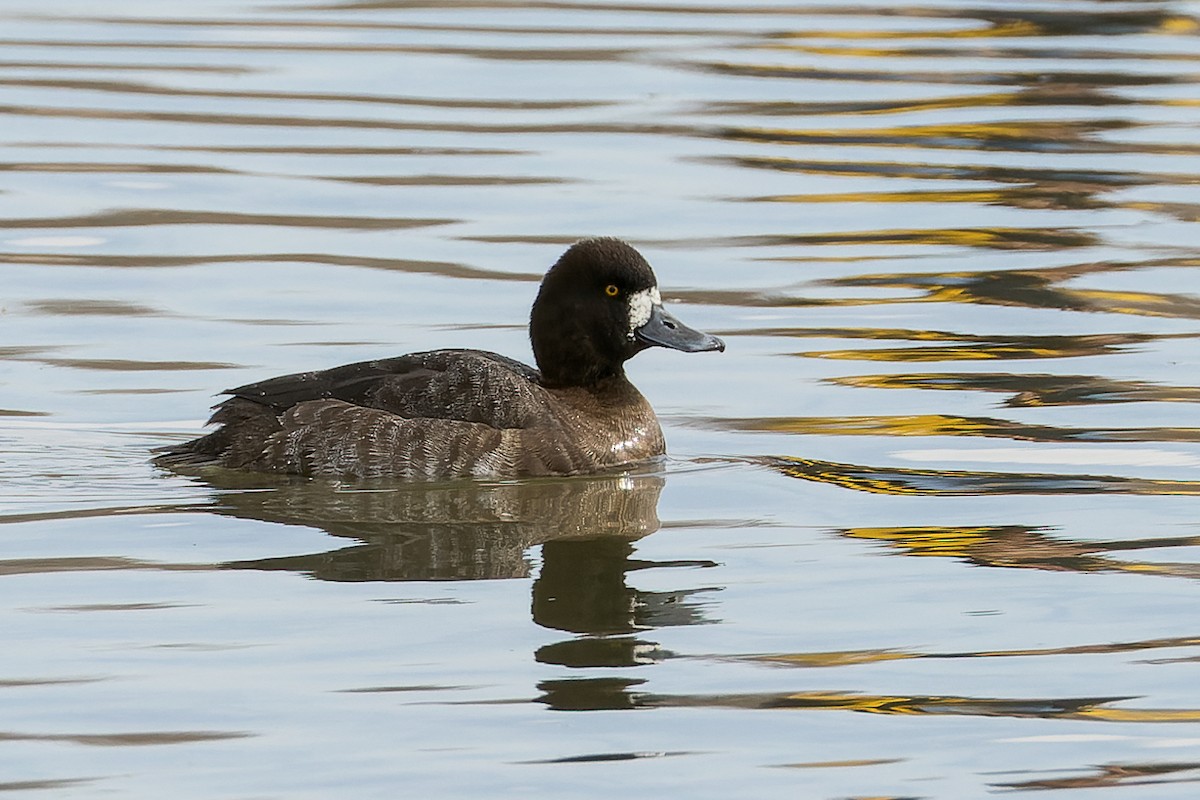 Greater/Lesser Scaup - ML524893401
