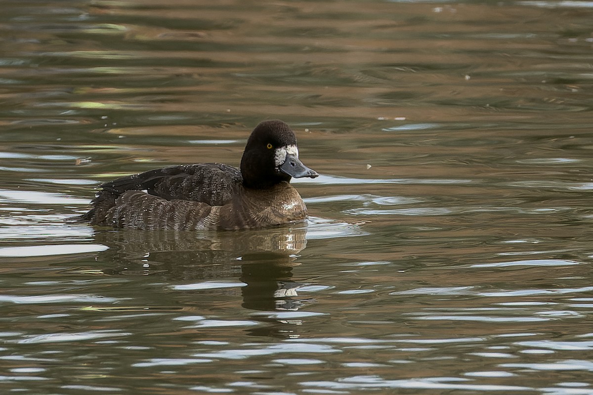Greater/Lesser Scaup - ML524893631